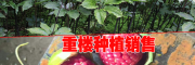 云南優質重樓種子多少錢一斤？