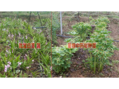 白芨種苗信息網#今年繁育的白芨苗幾年能收#圖2