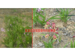 白芨種苗信息網#今年繁育的白芨苗幾年能收#圖3