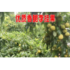 [香脆李子苗]香脆李子苗多少錢(qián)一棵?1年以上香脆李子苗價(jià)格