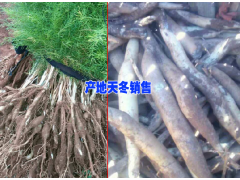 云南中藥天冬#中藥天冬種植技術(shù)@天冬銷售價(jià)格圖2