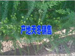 品牌大天冬種植戶聯系#云南大天冬種子多少一斤#圖2