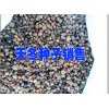 麗江永勝哪里有天冬？