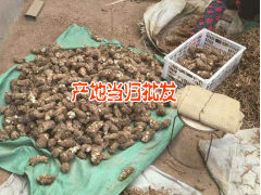 自產自銷當歸苗，羌活,黨參，紅芪，黃芪苗籽種圖2