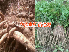 自產自銷當歸苗，羌活,黨參，紅芪，黃芪苗籽種圖3