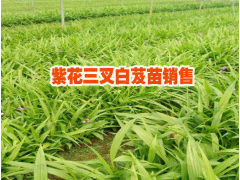 滇重樓種苗批發(fā)#白芨種苗價(jià)格多少錢一株圖2