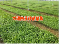 滇重樓種苗批發(fā)#白芨種苗價(jià)格多少錢一株圖3