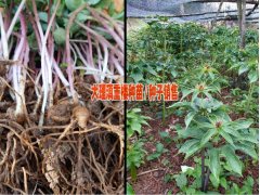產區自產自銷金鐵鎖(也叫獨定子)/紫花三叉白芨苗/重樓種苗圖3