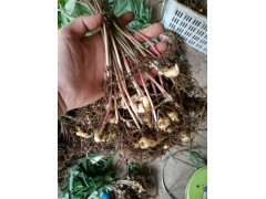 楚雄黃精&昆明黃精批發商& 雞頭參,(白芨黃精)圖2