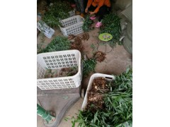 楚雄黃精&昆明黃精批發商& 雞頭參,(白芨黃精)圖3