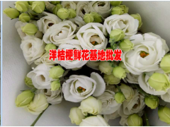 洋桔梗又叫花草原龍膽怎么賣%云南草原龍膽批發供應商圖2