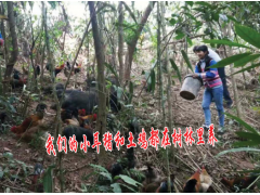 傣族的蟲類美食銷售圖1