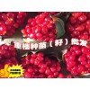 陜西重樓/當?shù)刂貥欠N苗價格/云南重樓是多少價