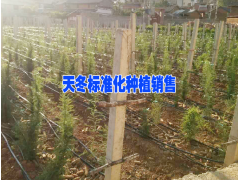 大理天冬& 賓川天冬& 天冬價格表- 賓川中藥材專業社圖3