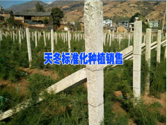 天冬幾年能豐產&天門冬好種植嗎圖3