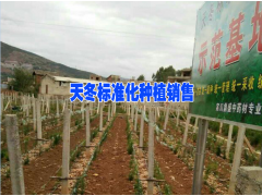 在云南天冬市場價&云南天冬特點（附圖）圖1