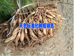 在云南天冬市場價&云南天冬特點（附圖）圖3