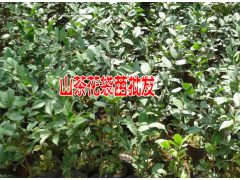 山茶樹與山茶花云南茶花樹苗批發|圖2