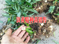 批發滇黃精小苗價格是多少|普洱黃精的圖片圖2