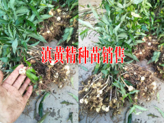 批發滇黃精小苗價格是多少|普洱黃精的圖片圖3