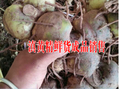 黃精種子價格|中藥材滇黃精自產(chǎn)自銷價格圖2