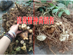 黃精種子價格|中藥材滇黃精自產(chǎn)自銷價格圖3