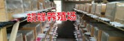 正宗胡蜂養(yǎng)殖技術(shù)