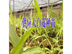 優質白芨苗圖片&2017三叉白芨苗價格&紫花三叉白芨苗價格圖2