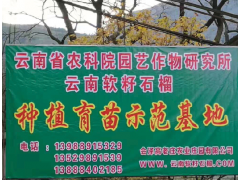 石榴軟籽-云南軟籽石榴哪里有銷售—會澤高老莊農業公司出品圖2