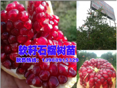 石榴軟籽-云南軟籽石榴哪里有銷售—會澤高老莊農業公司出品圖3