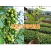 誰(shuí)知道九葉青花椒哪里有銷售#云南賓川哪里有青花椒樹(shù)苗