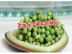 苦子果又叫苦茄- 廣南縣壩美那力苦子果種植基地供應圖1
