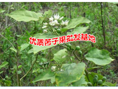 苦子果又叫苦茄- 廣南縣壩美那力苦子果種植基地供應圖2