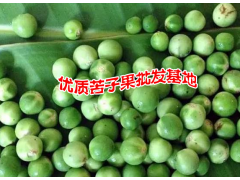 苦子果又叫苦茄- 廣南縣壩美那力苦子果種植基地供應圖3