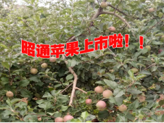 昭通蘋果批發(fā)價格●云南昭通蘋果基地●昭通蘋果的產(chǎn)地在哪里圖3