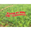 天冬中藥#產地天門冬中藥材種植基地信息？#今日天冬多少錢一斤？