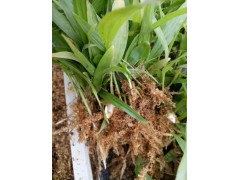 大理白芨種苗批發|大理哪里能購買白芨種苗？白芨種苗價格圖2