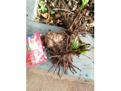 白芨種苗批發|云南白芨種苗批發|大理白芨種苗哪里買圖2