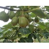 200畝紅心獼猴桃基地急需轉讓