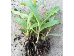 一年白芨苗圖片#白芨種苗銷售價格批發圖1