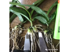 一年白芨苗圖片#白芨種苗銷售價格批發圖3