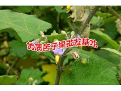 苦子果現在的價格是多少?廣西西寧哪里有苦子果銷售批發圖2