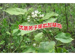 苦子果現在的價格是多少?廣西西寧哪里有苦子果銷售批發圖3