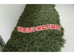 苦子果哪里的便宜#苦子果市場報價是多少?圖2