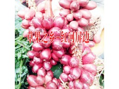 糯米香茶多少錢一斤##糯米香茶價格:13649607025圖1