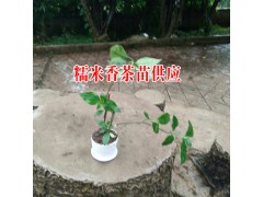 糯米香茶多少錢一斤##糯米香茶價格:13649607025圖3