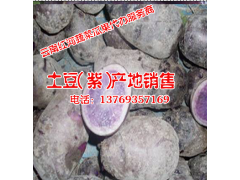 紅薯目前已大量上市銷售#紅薯價(jià)格多少一斤@