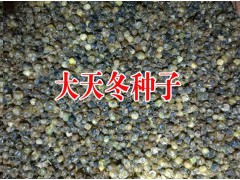 本地天冬種子價格_今日天冬種子銷售價格圖1
