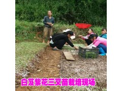 白芨育苗技術*宣威種植專業合作社圖2