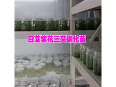 白芨育苗技術*宣威種植專業合作社圖3